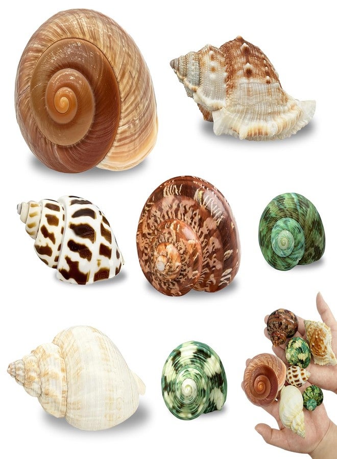 MOASIOP 7PCS Medium Large Hermit Crab Shells | Natural Sea Conch Size 2"-2.8" | Mixed Turbo Seashells Set for Small to Medium Hermit Crab Supplies, Saltwater Crab Habitat and Beach Decor Sea Shells - Image 1